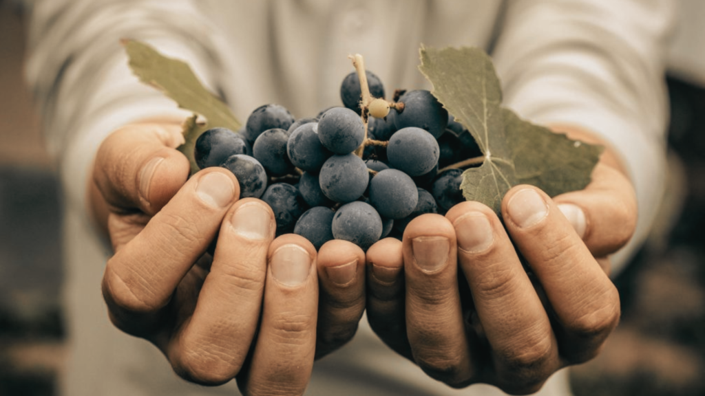 Mãos segurando um cacho de uvas frescas e maduras, simbolizando o cuidado e a atenção na colheita de uvas de alta qualidade para a produção de vinhos.