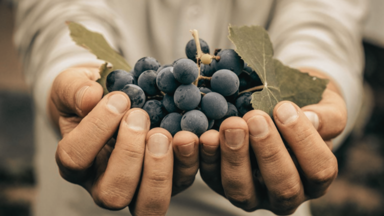 Tipos de uvas: características e sabores - Agrega Vino
