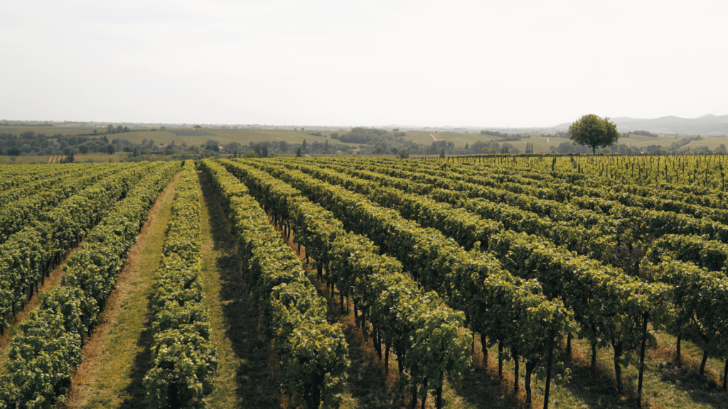 Extensão de vinhedos verdes em uma paisagem ondulada, representando o cultivo sustentável de uvas em grande escala.